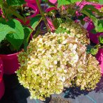Hortenzia stromčekovitá (Hydrangea arborescens) ‘Candybelle® Stand Up Pink’ - výška 30-40 cm, kont. C2L